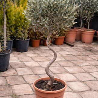 Olea europea spiral 2