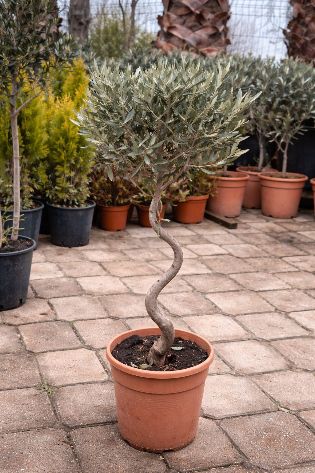 Olea europea spiral 2