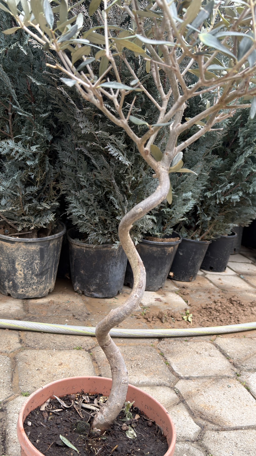 Olea europea spiral 2 - Image 4