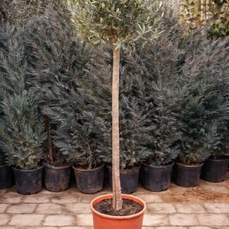 Оlea Europea stam 160cm