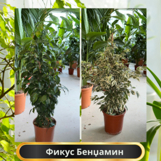 Ficus Benjamina