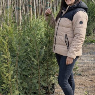 Leyland Cypress 150cm