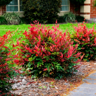 Nandina domestica Obsessed "Seika"