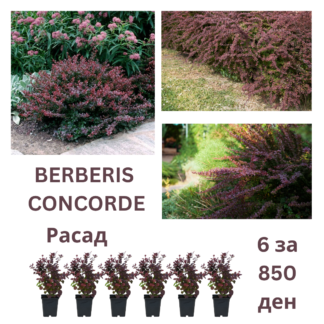 Berberis concorde 6 za 850