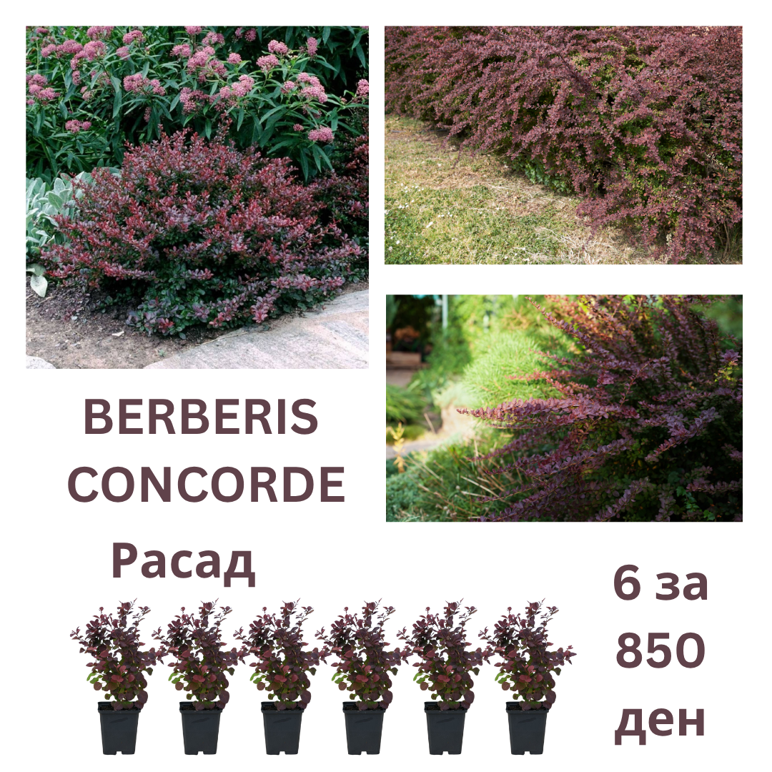 Berberis concorde 6 za 850