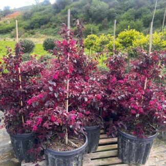 Loropetalum chinense Black Pearl- Пирамида