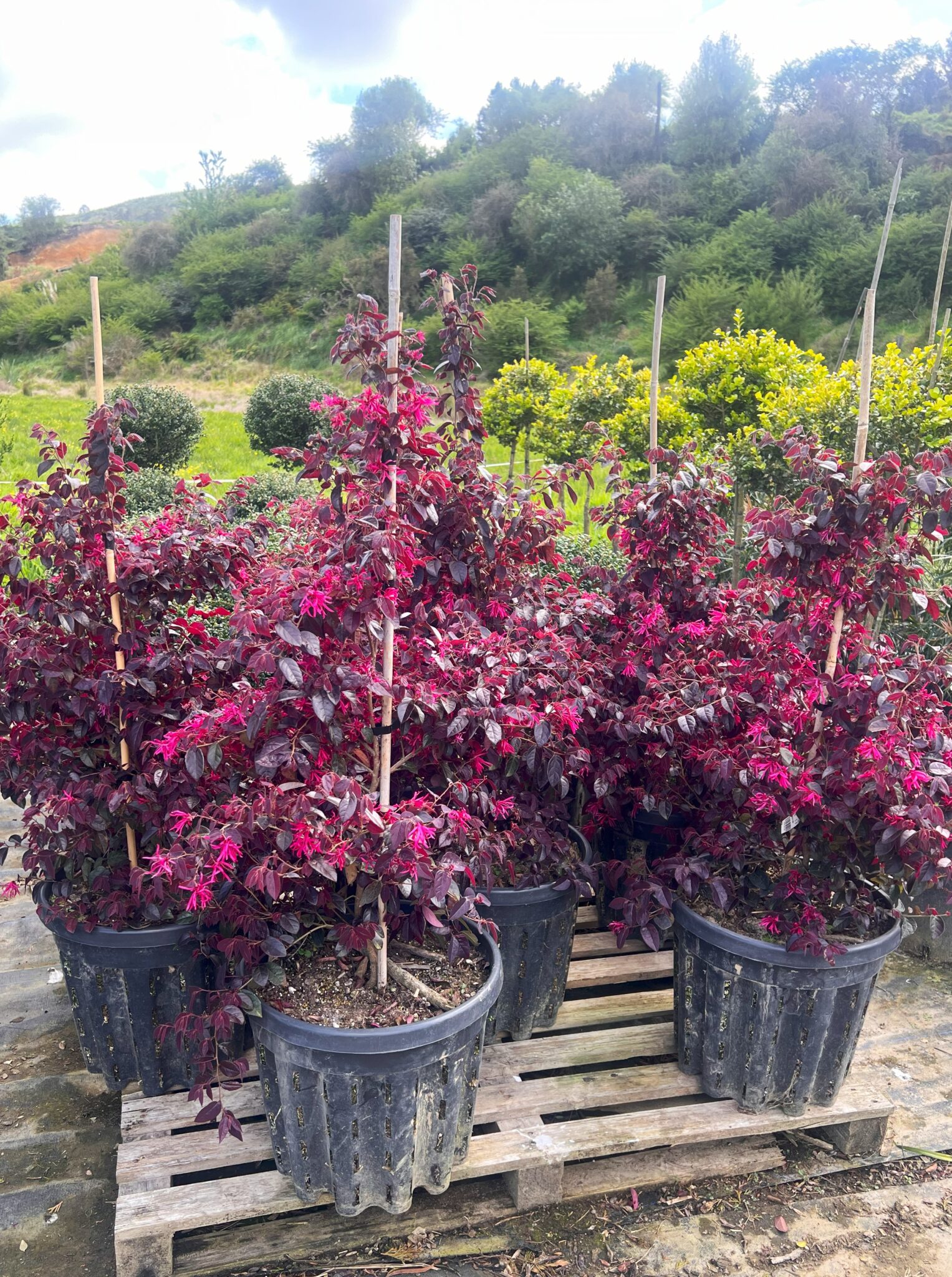 Loropetalum chinense Black Pearl- Пирамида