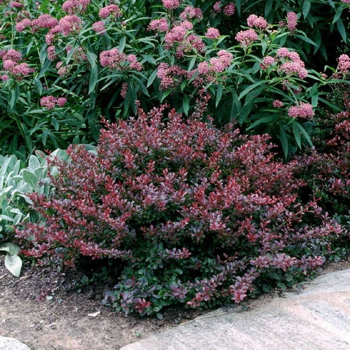 Berberis concorde 6 za 850 - Image 3