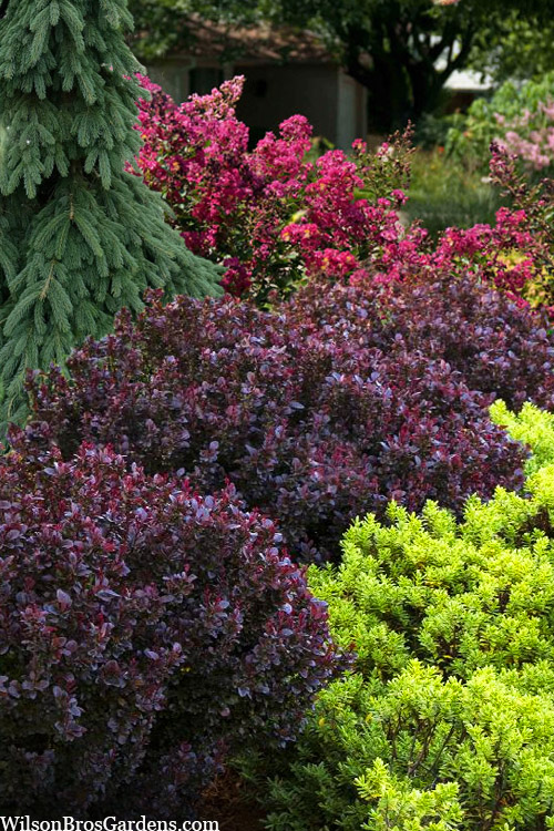 Berberis concorde 6 za 850 - Image 2