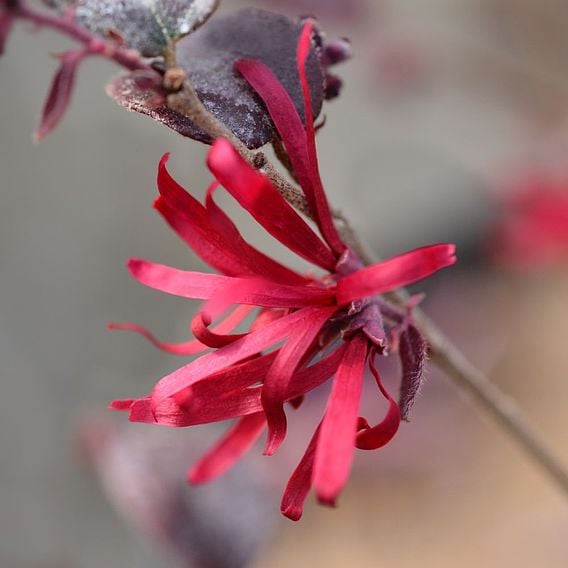 Loropetalum chinense Black Pearl- Пирамида - Image 5