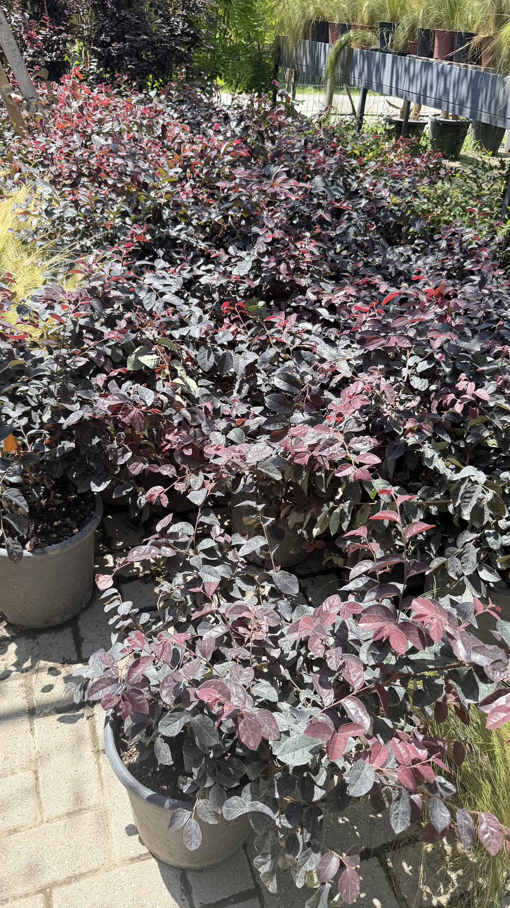 Loropetalum chinese- Black pearl - 7,5l - Image 2