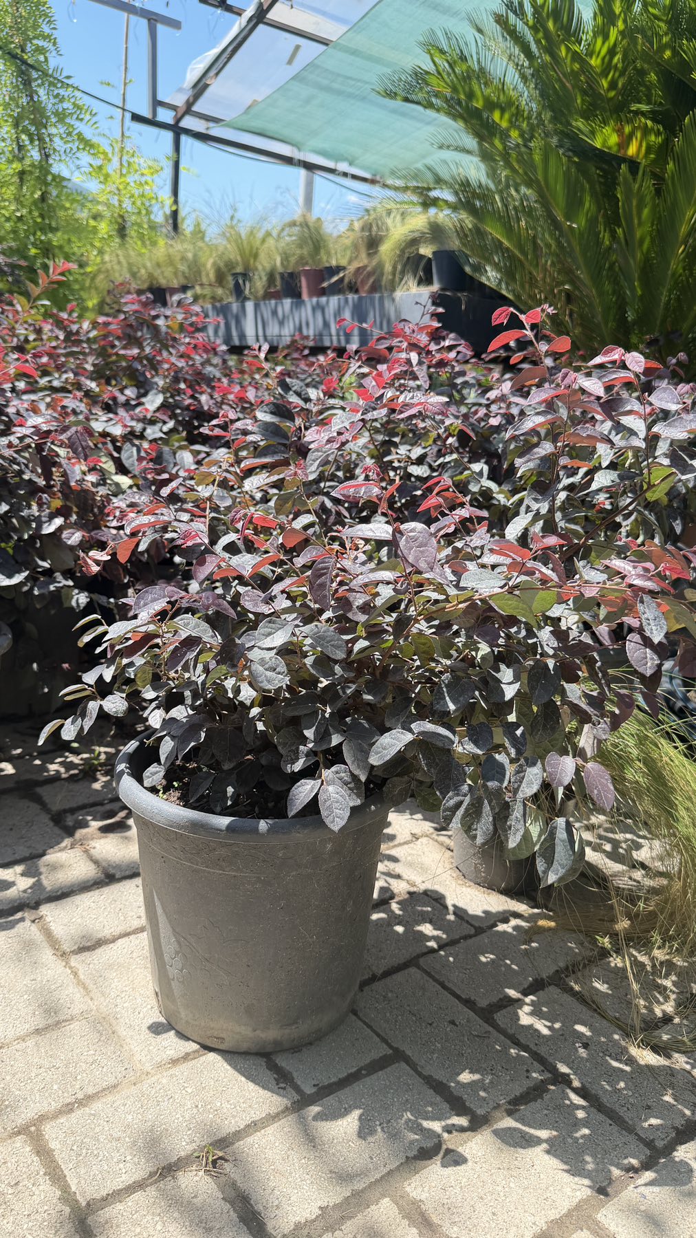 Loropetalum chinese- Black pearl - 7,5l - Image 3