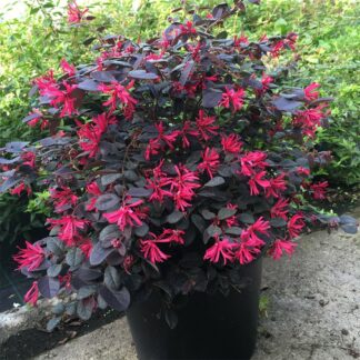 Loropetalum chinese- Black pearl - 7,5l
