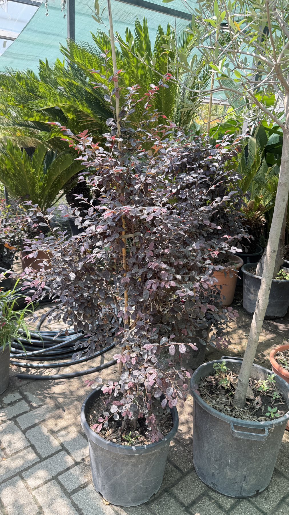 Loropetalum chinense Black Pearl- Пирамида - Image 2