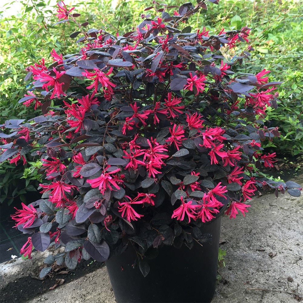 Loropetalum chinese- Black pearl - 7,5l