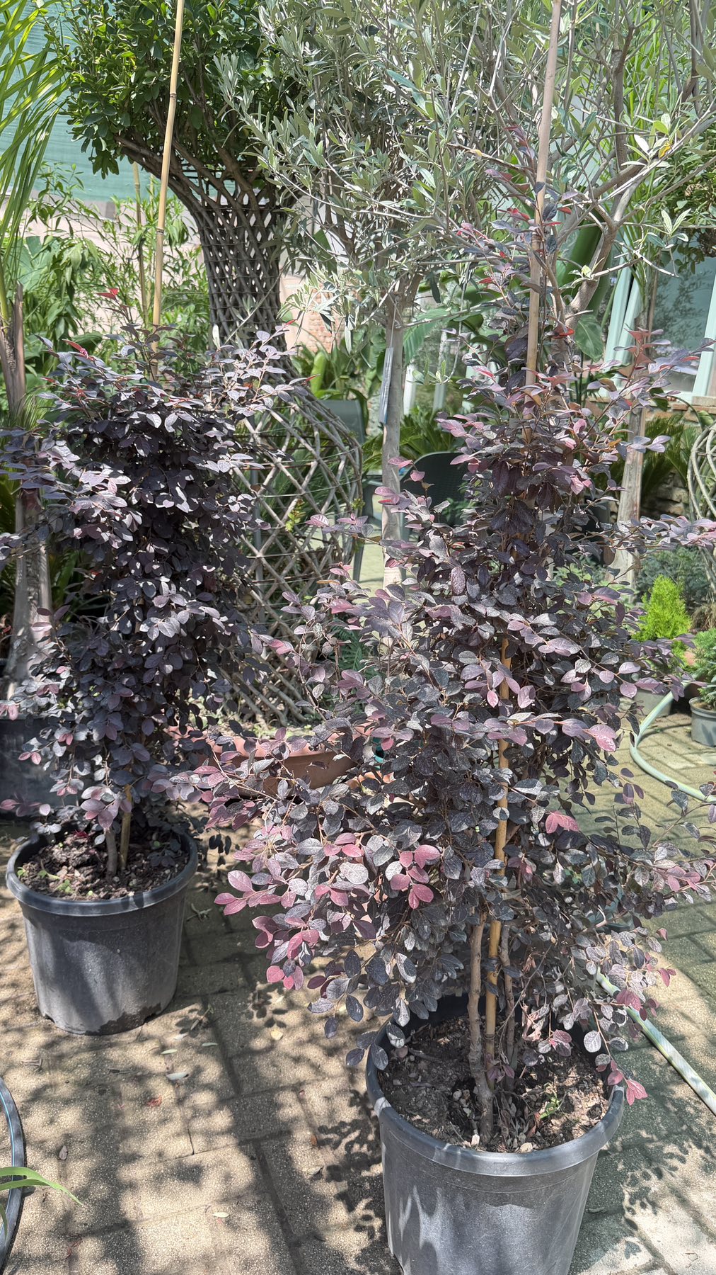 Loropetalum chinense Black Pearl- Пирамида - Image 4