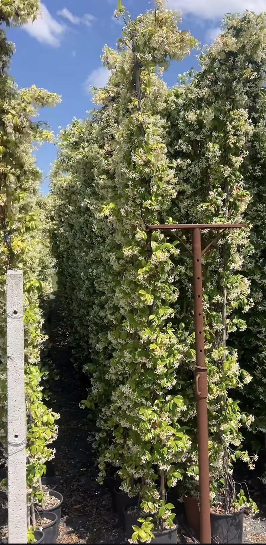 3 метра - Зимзелен Јасмин ползавица – (Rhinospermum jasminoides) - Image 3