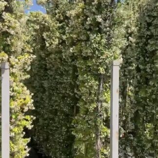 3 метра - Зимзелен Јасмин ползавица – (Rhinospermum jasminoides)
