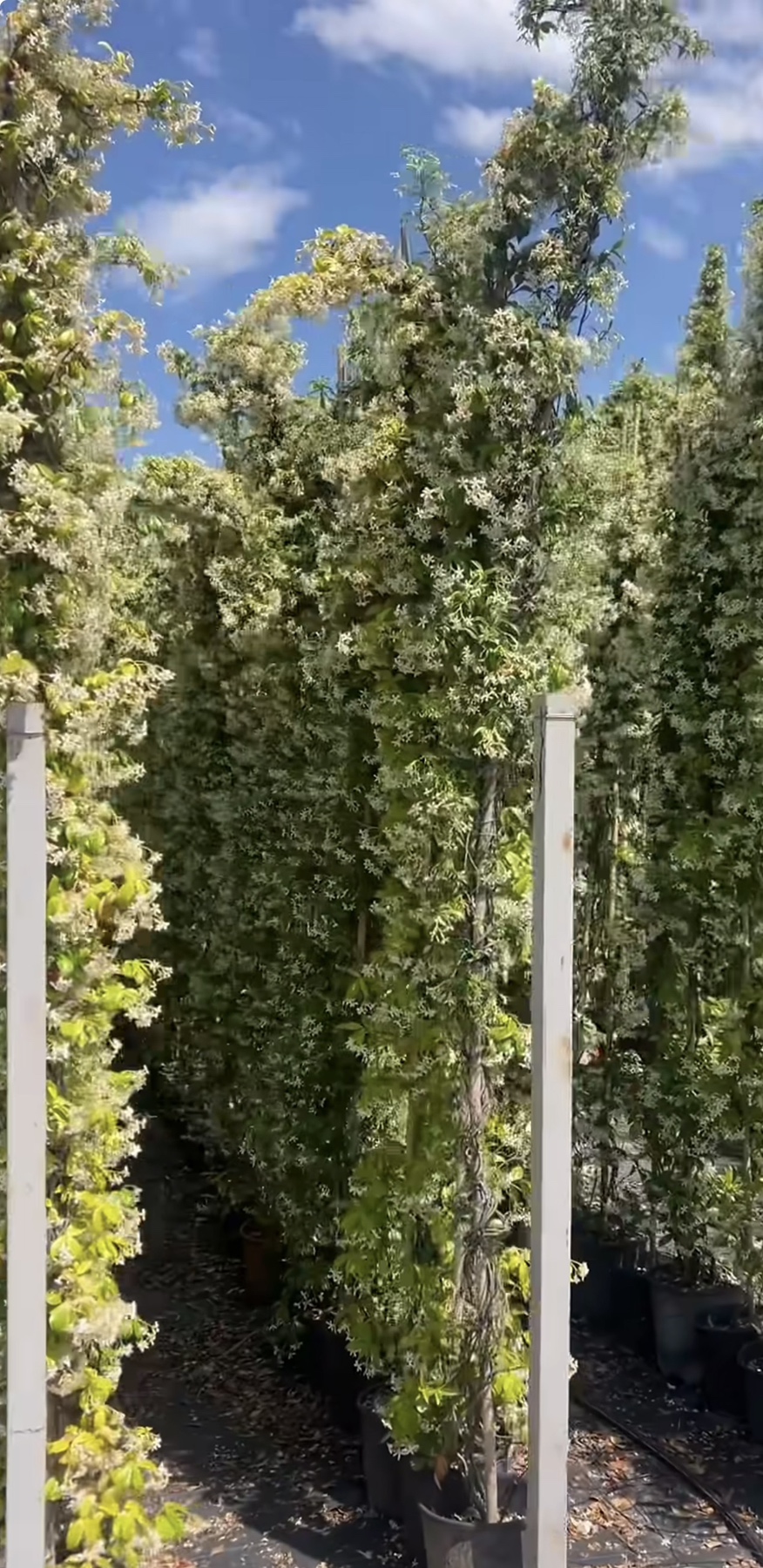 3 метра - Зимзелен Јасмин ползавица – (Rhinospermum jasminoides)