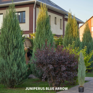 Juniperus Blue Arrow